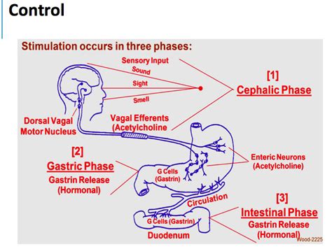 🎉 Phases Of Gastric Secretion Regulation Of Acid