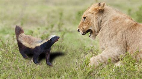 Too Confident With His Power Honey Badger Must Take A Tragic Outcome