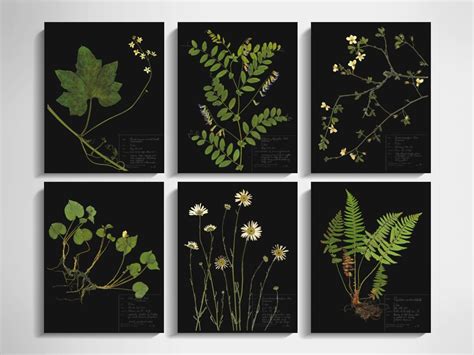 Zoom Framed Botanical Prints Framed Botanicals Botanical Artwork