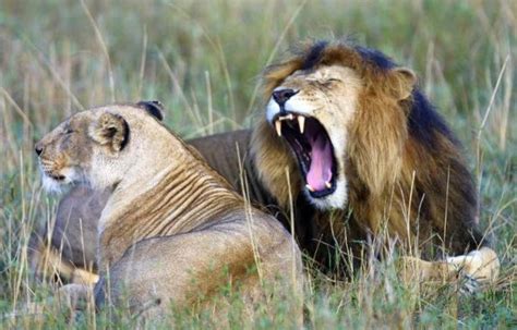 Les Etats Unis Veulent Protéger Le Lion Africain Menacé Dextinction