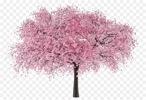 You can edit any of drawings via our online image editor before downloading. Cherry Blossom Tree Drawing - SUBPNG / PNGFLY