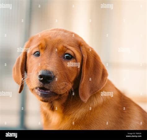 Cute Light Brown Labrador Retriever Puppy Stock Photo Alamy