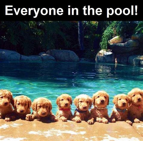 Everyone In The Pool Pictures Photos And Images For Facebook Tumblr