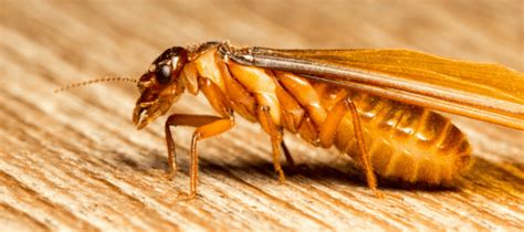 What Do Termites Look Like In Florida Tips For Identification Abc Blog