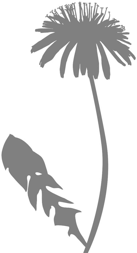 Dandelion Silhouette | Free vector silhouettes