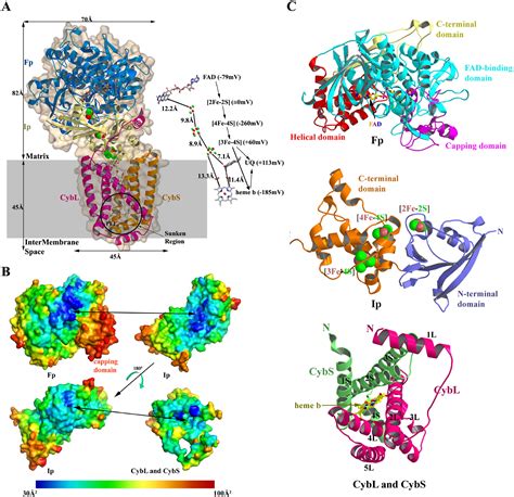 Crystal Structure Of Mitochondrial Respiratory Membrane Protein Complex