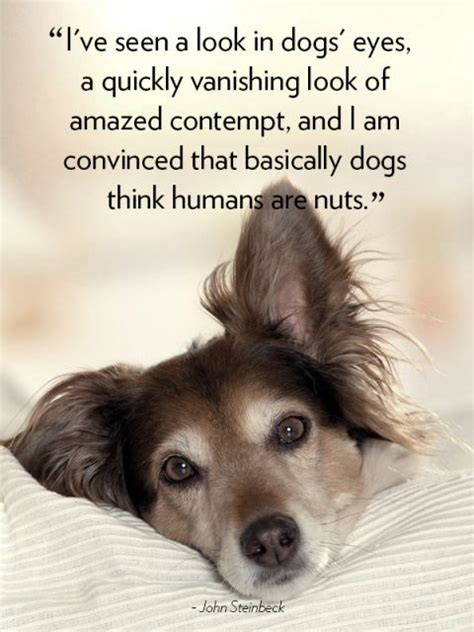 20 Cute Dog Love Quotes Puppy Sayings And Dog Best Friend Quotes