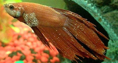 Betta Fish And Ich Symptoms Causes Treatment