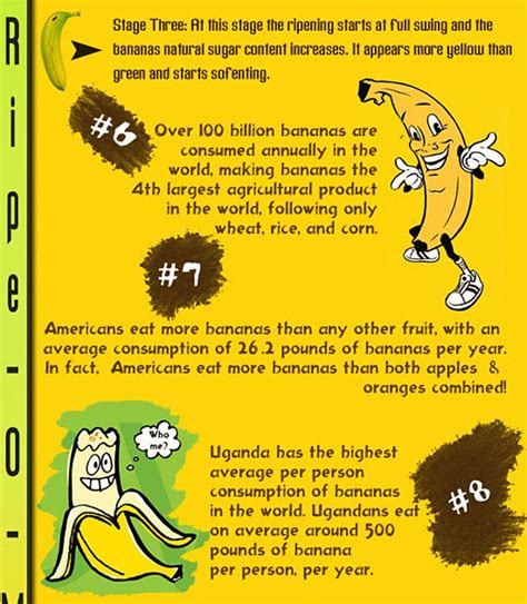 15 Facts About Bananas Infographic Illuzone