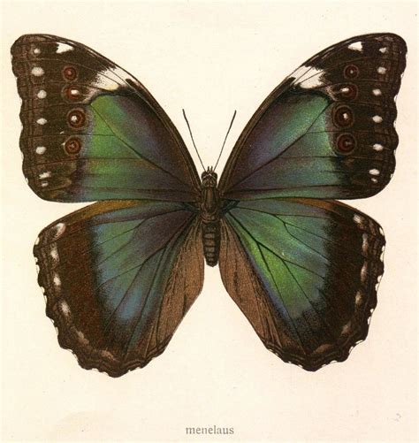 Love These Colors Old Butterfly Botanical Print