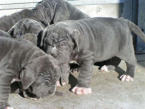 They are apr registered and will come with shots and tails we are the akc breeder of merit; Neapolitan Mastiff Puppies For Sale | Pasadena, TX #92576