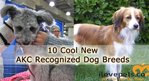10 Cool New Akc Recognized Dog Breeds Dog Breeds Dogs