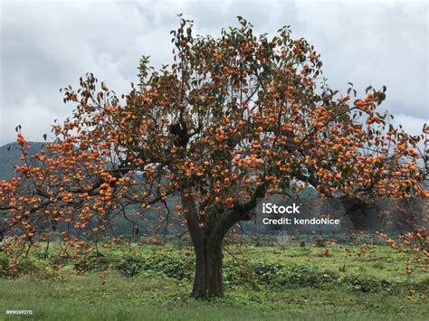 Pohon Kesemek Menghasilkan Buah Efek Penuh Foto Stok Unduh Gambar