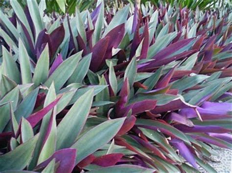 19 Garden Plant With Purple And Green Leaves Pictures Garden Plants