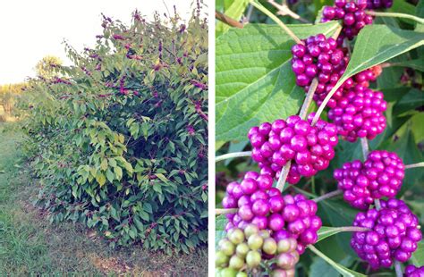 Free Photo Purple Berries Berries Plant Pretty Free Download