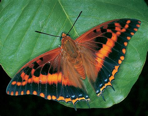 Butterfly Safari In South Africa Greenwings Wildlife Holidays