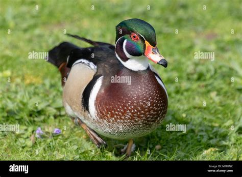 Wood Duck Aix Sponsa Pictured On Land Stock Photo Alamy