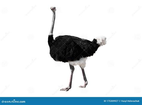 Ostrich Isolated On Green Background Stock Photo