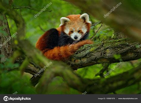 Red Panda Lying On Tree Stock Photo By ©ondrejprosicky 169981976