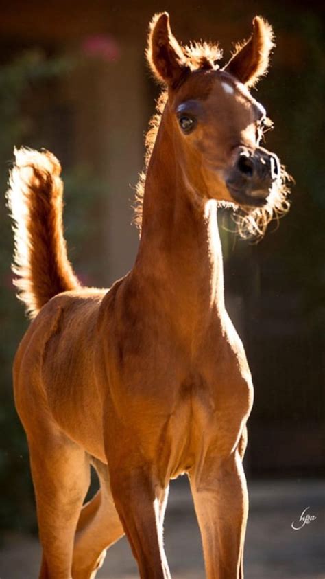 adorable chestnut arabian foal  beautiful horses horses baby horses