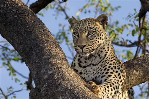 Wild4 African Photographic Safaris Best Of Kruger Plus Big Cats Photo