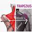 The Hip Joint Trapezius