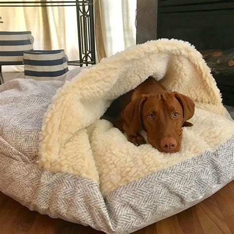Saturdays Are For Sleeping In Credit To Cappiethevizsla My Mom Is