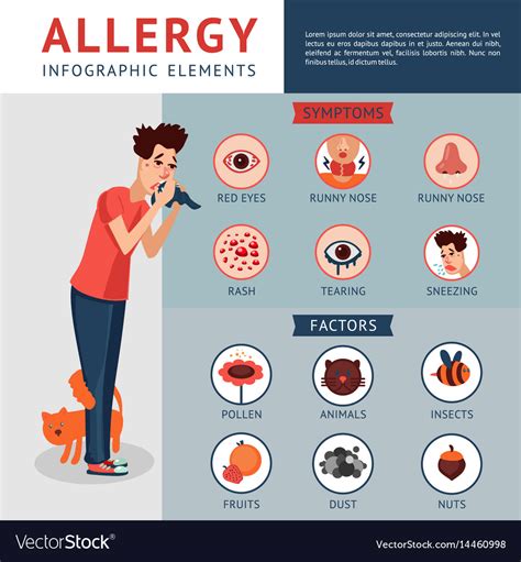 Allergy Infographic Concept Royalty Free Vector Image