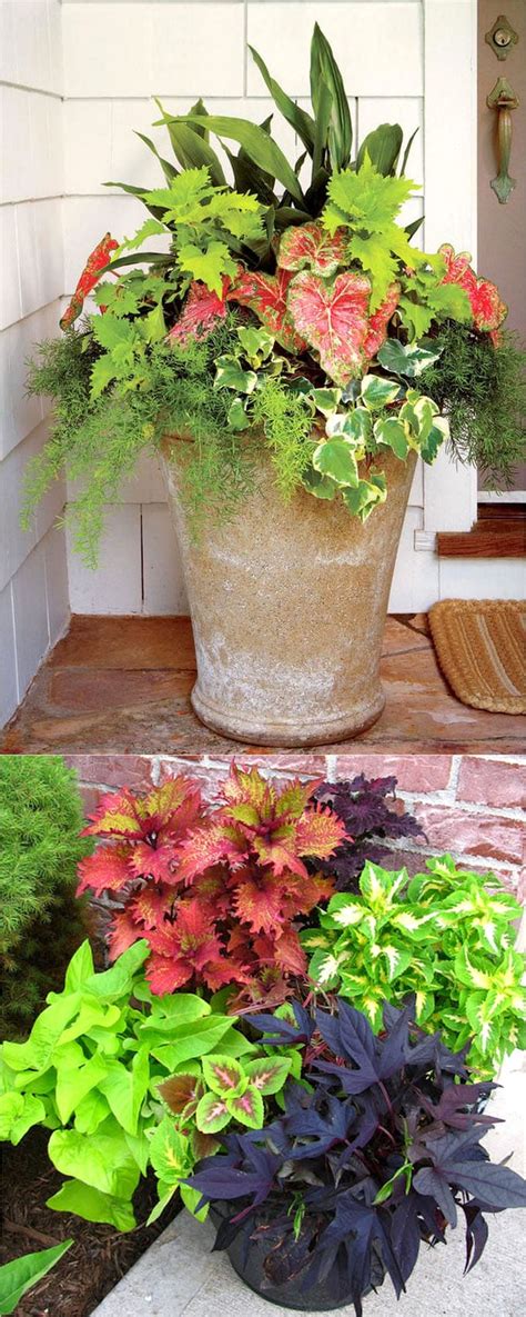 Modern Best Plants For Shaded Patio For Simple Design Home Interior