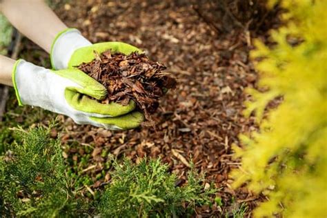 How To Stop Weeds From Growing In Mulch 9 Fast And Effective Tips