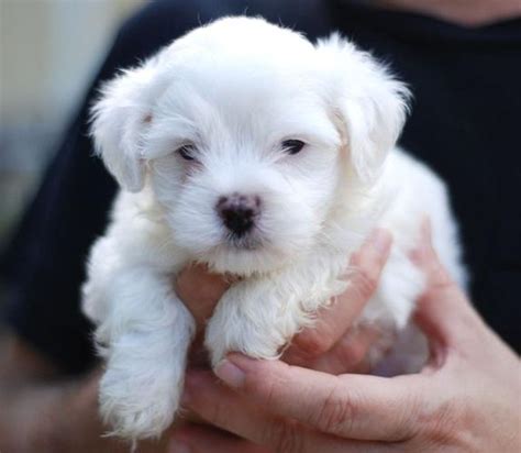 Puppies are ckc registered and have had first. Malteses puppies for rehoming for Sale in Austin, Texas ...