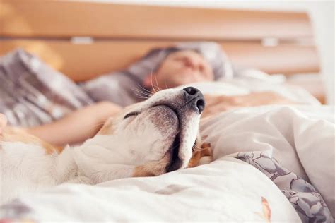 Dormire Con Il Proprio Cane Un Pericolo Per I Nostri Pet