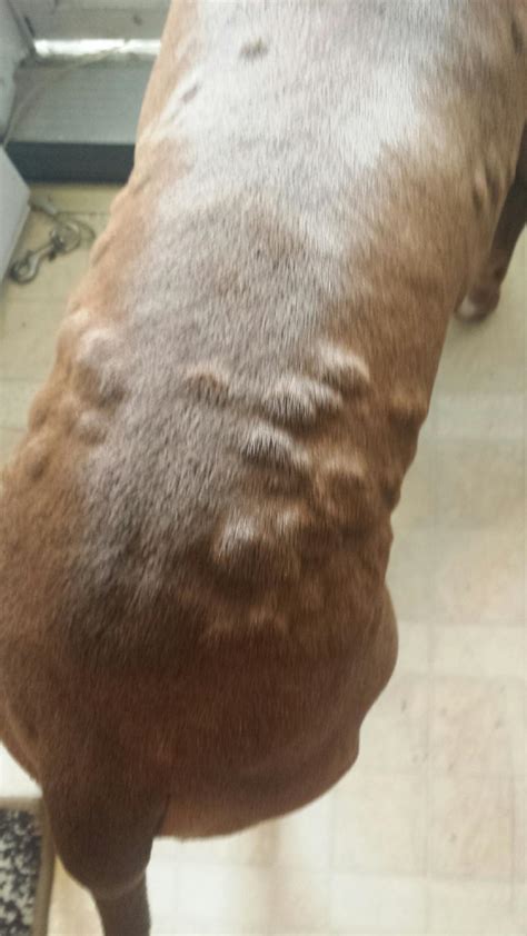 What Can Cause Bumps On A Dogs Skin