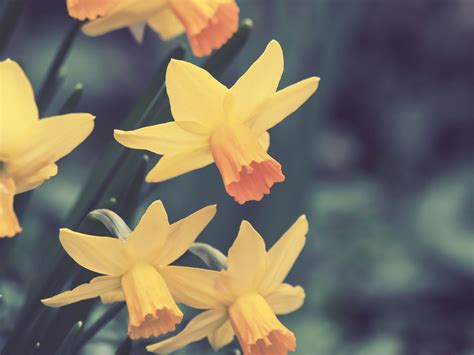 Yellow Daffodils Daffodils Flowers Buds Hd Wallpaper Wallpaper Flare