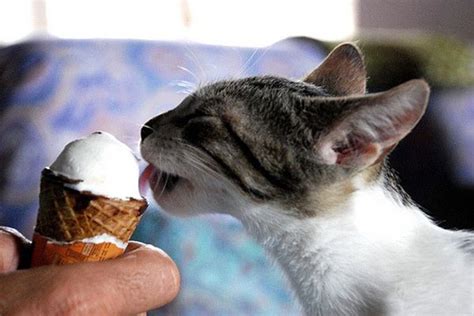 39 Cats Eating Ice Cream Cats Eating Ice Cream Kitten