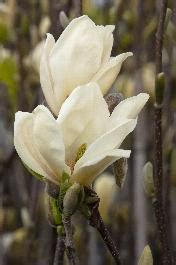 What Do Magnolia Flower Buds Look Like Best Flower Site