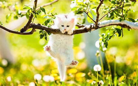 Baby Spring Animals Wallpapers Wallpaper Cave