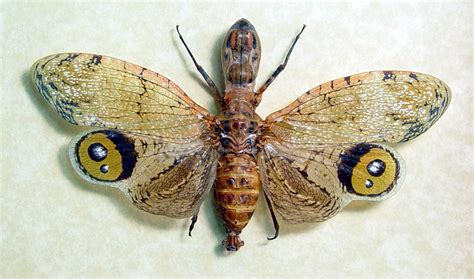 Fulgora Laternaria Male Peanut Head Lanternfly Butterfly Designs Usa