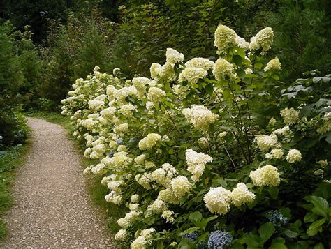 Hydrangea Paniculata Grandiflora Peegee Hydrangea For Sale Red