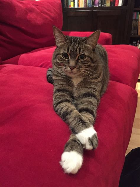 77 Best Paws Crossed Images On Pinterest Kitty