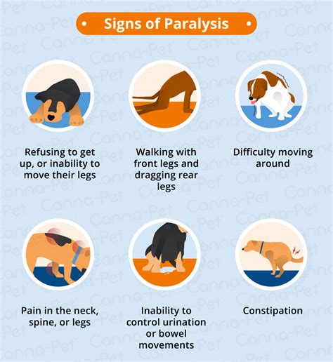 Do Dogs Get Paralyzed