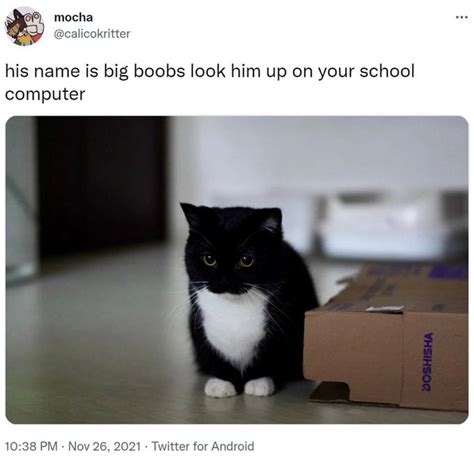 Who Is Maxwell The Cat How This Spinning Cat  Became A Viral Meme