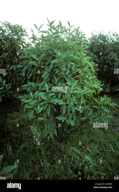 Young Three Year Old Cinchona Tree Grown For Quinine Kenya Stock Photo