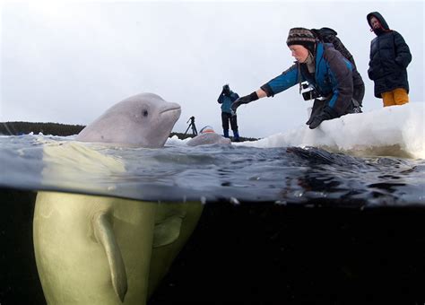 Freediver From Russia Swims With Beluga Whales