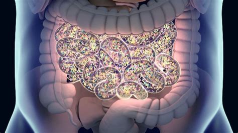 Unhealthy Gut Microbiome Linked To Pcos And Obesity In Teens