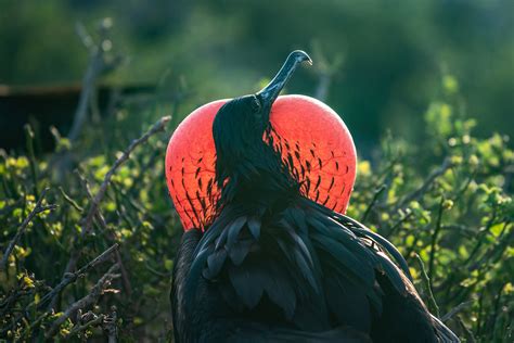 Frigatebird Galapagos Islands Species And Wildlife