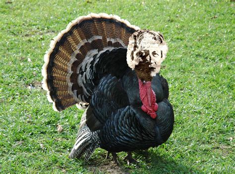 A Turkey Called Boris Poetry Dverse Experiments In Fiction