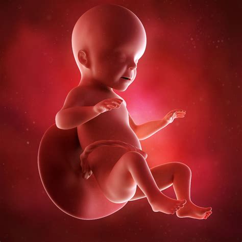 Feto De 26 Semanas Peso Y Talla - 26 semanas de embarazo: cambios en el cuerpo de la mujer