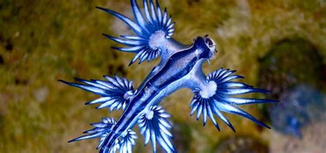 10 Beautiful Blue Animals That Will Amaze You With Images Life