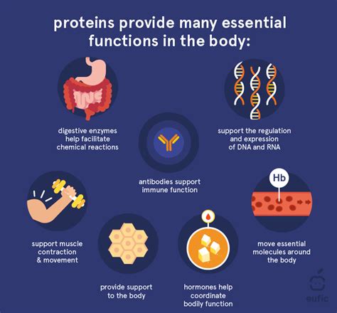 What Are Proteins And What Is Their Function In The Body Eufic